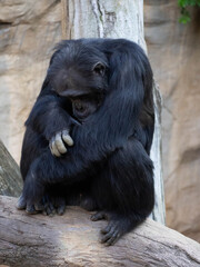 Adult chimpanzee sitting on the trunk