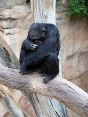 Adult chimpanzee sitting on the trunk