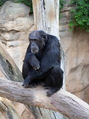 Adult chimpanzee sitting on the trunk