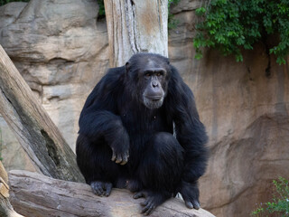Adult chimpanzee sitting on the trunk
