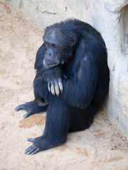 Adult chimpanzee sitting on th ground
