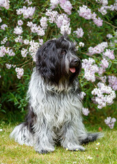 Dutch sheepdog sitting on green grass with blooming bush background