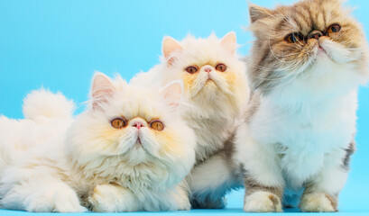 three persian white cat on isolated blue background