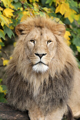 Fototapeta premium Portrait of lion (panthera leo) laying on log