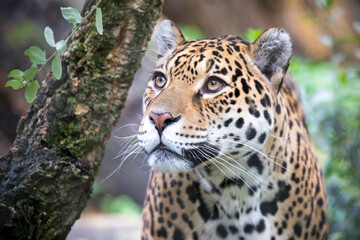 Fototapeta na wymiar A Jaguar, (Panthera Onca) portrait