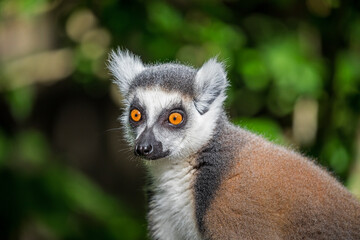 Ring Tailed Lemur (Lemur Catta), closeup portrait