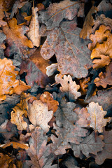 Autumn leaf background