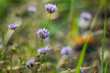 flowers in the field