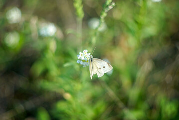 white butterfly on a flower