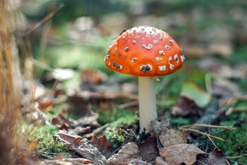 fly agaric mushroom
