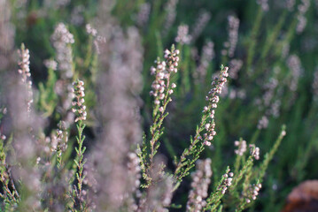 field of flowers 