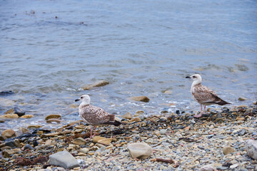 Seagulls looking at sea