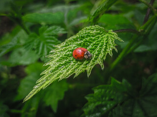 ladybird on a leaf