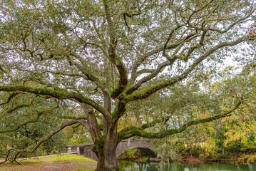 Beautiful mossy oak tree by calm river and bridge in park