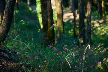 Little magenta flowers in the forest
