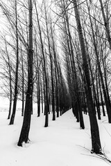 Symmetrically Planted Aspen Forest in Winter