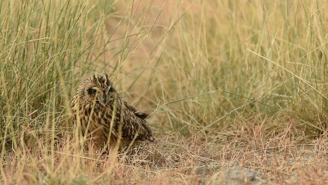 close up shot of short eared owl or Asio flammeus on ground during winter migration at grassland of tal chhapar sanctuary churu rajasthan india