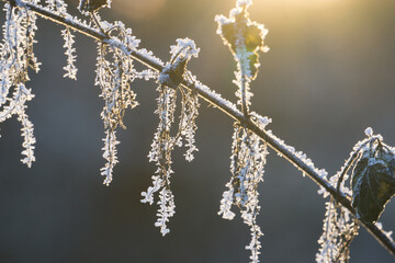 Golden sunligh at winter morning falling on frosted branch