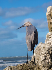  A rare hybrid Heron. A cross between a Great Blue Heron ( Ardea Herodias) and a Great Egret (Ardea alba) hunting for food on the Gulf of Mexico at St.Pete Beach, Florida.