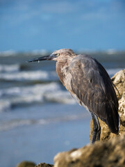 a rare hybrid Heron. A cross between a Great Blue Heron ( Ardea Herodias) and a Great Egret (Ardea alba) hunting for food on the Gulf of Mexico at St.Pete Beach, Florida.