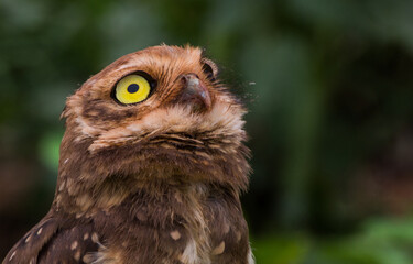 close up of an owl