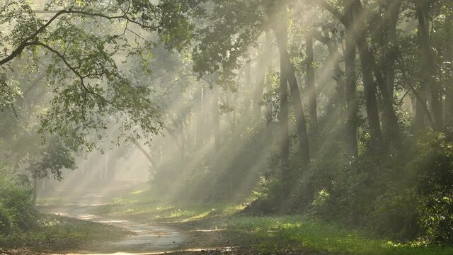 Wide shot of Natural Tyndall effect by sunlight scattering through sal trees in winter mornings at corbett national park uttarakhand india