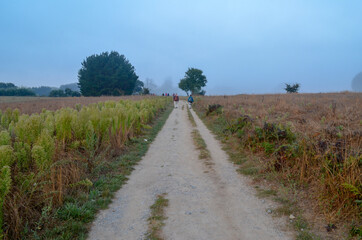 path in the field
