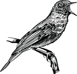 the vector hand drawn illustration of the nightingale on white background