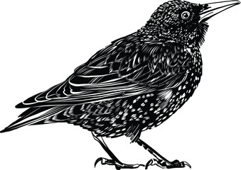 starling bird on a branch