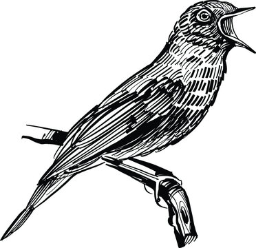 recommend clip art: the vector hand drawn illustration of the nightingale on white background
