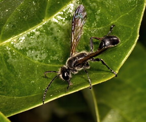 A macro photograph from above of a Great black wasp standing on a green leaf.