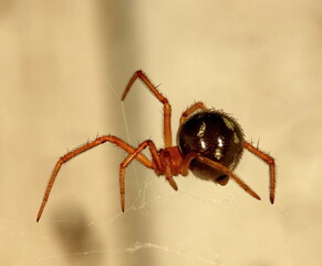 A macro photograph of a Red house spider walking across it's web.