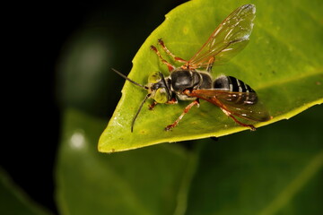 A macro photograph of a Tachytes. The big green eyed bug is a type of solitary wasp.