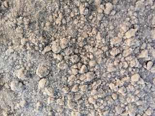 A Salt marsh in the coastal zone between land and brackish water