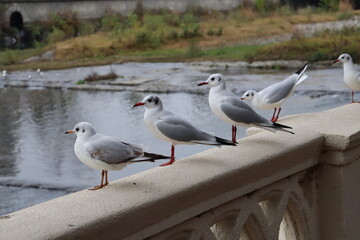 seagull on the pier