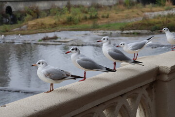 seagulls on the beach