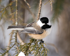 Chickadee Stock Photos. Close-up profile view on a fir tree branch with snow and blur background in...