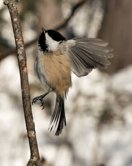 Fototapeta premium Chickadee Stock Photos. Close-up profile view landing on a tree branch with spread wings and with a blur background in its habitat, displaying grey feather plumage wings and tail. Image. Picture.