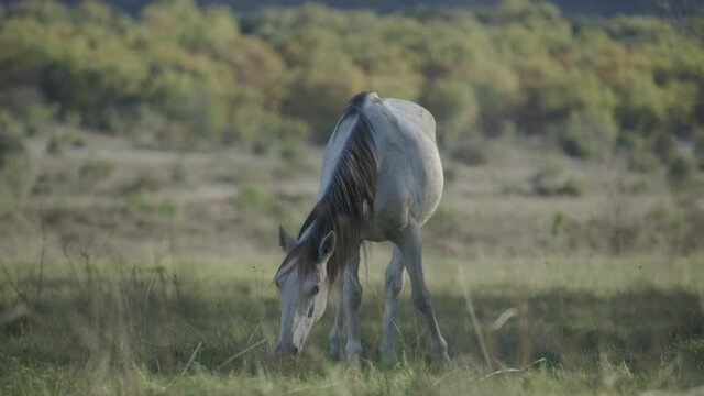 Horse eating grass in a beautiful field under a beautiful sun next to the pic saint loup, south of france