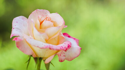 Pale pink open rose flower bud grow in summer garden. Green natural blurred bokeh.