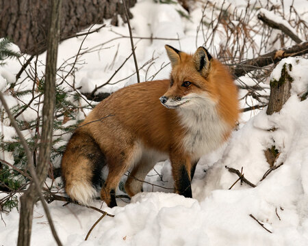 Red Fox Stock Photos. Red fox close-up profile view in the winter season in its environment and habitat with snow and branches background displaying bushy fox tail, fur. Fox Image. Picture. Portrait.