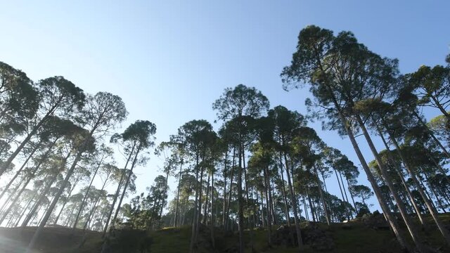 wide shot of pine trees in foothills of himalaya
