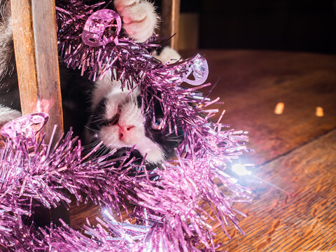 Black and white being very silly, hanging upside down, with some Christmas tinsel.