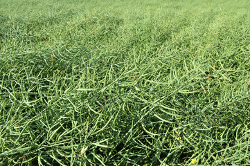 On the plant are pods winter crops of rape