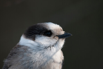 Gray Jay Stock Photo. Gray Jay head shot close-up profile view with a blur background in its environment and habitat.  Image. Picture. Portrait. Image. Picture. Portrait.