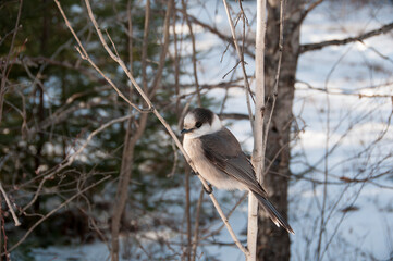 Gray Jay Stock Photo. Close-up profile view perched on a tree branch with a blur background in its environment and habitat, displaying grey feather plumage and bird tail.  Image. Picture. Portrait.