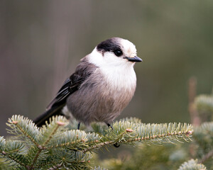 Gray Jay stock photos. Close-up profile view perched on a fir tree branch in its environment and habitat, displaying grey feather plumage and bird tail. Christmas picture ornament. Christmas card.