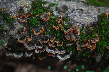 moss on tree