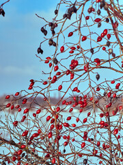 Rose hip on bush close-up.