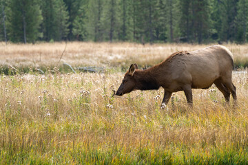 Female elk (cow) grazes in the grassy marsh of the Madison River in Yellowstone National Park